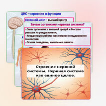 Презентация 