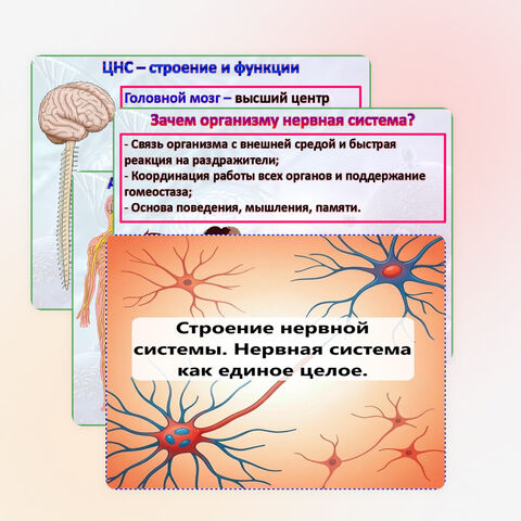 Презентация 