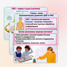 Презентация 