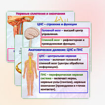 Презентация 
