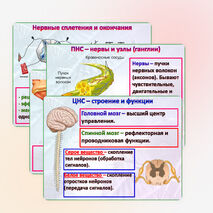 Презентация 