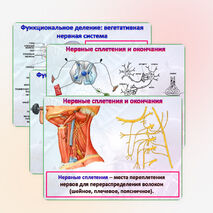Презентация 