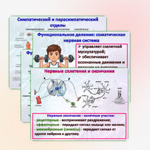 Презентация 