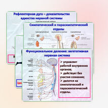 Презентация 