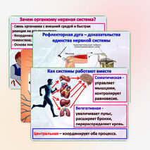 Презентация 