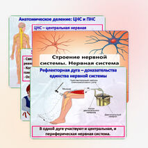 Презентация 