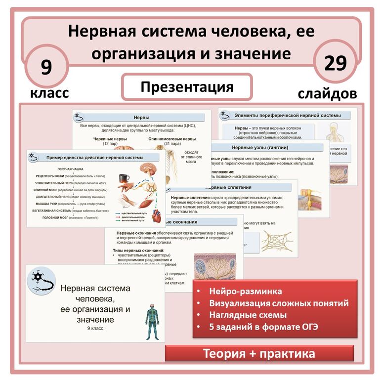 Презентация «Нервная система человека, ее организация и значение» 9 класс