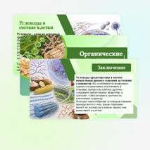 Презентация по биологии «Органические вещества клетки - углеводы» для 10 класса
