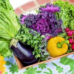 Организация и выполнение работ по производству продукции растениеводства
