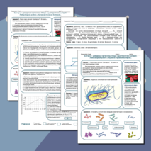 Бактерия. Строение, размножение и условия жизни бактерий