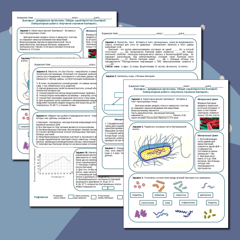 Бактерия. Строение, размножение и условия жизни бактерий