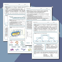 Бактерия. Строение, размножение и условия жизни бактерий