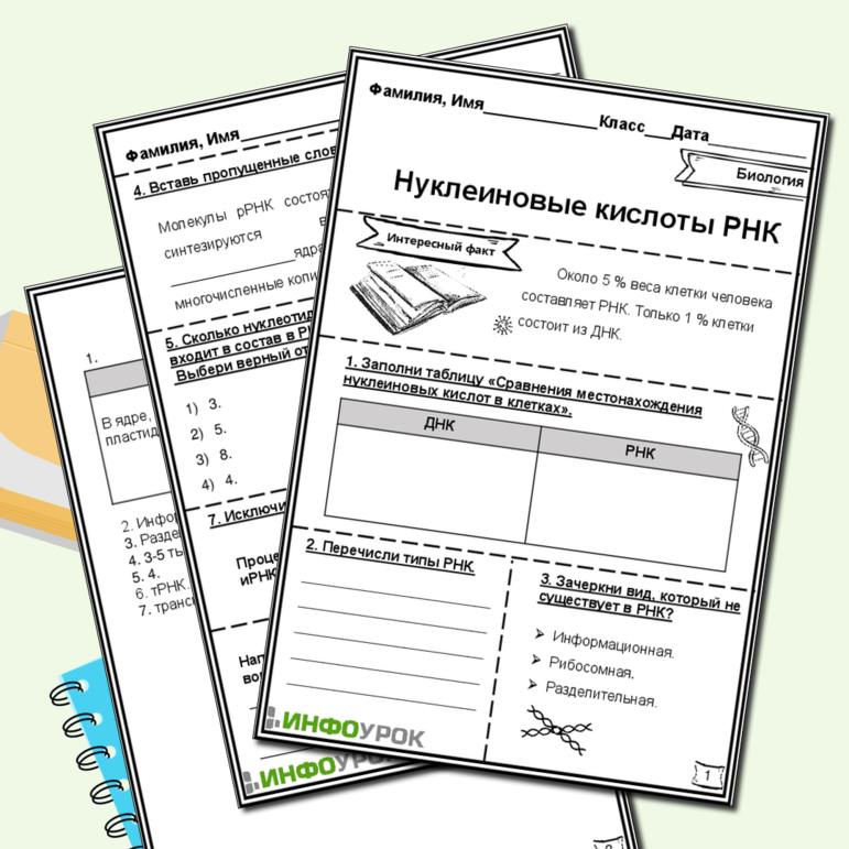 Рабочий лист «Нуклеиновые кислоты РНК»