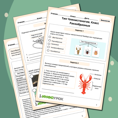 Рабочий лист Тип Членистоногие. Класс Ракообразные
