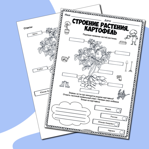 Строение растения. Картофель