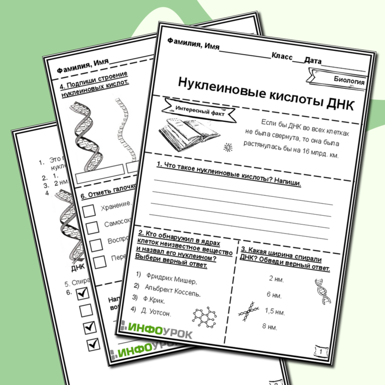 Рабочий лист «Нуклеиновые кислоты ДНК»