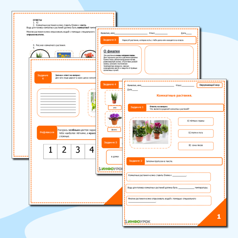 Комнатные растения.