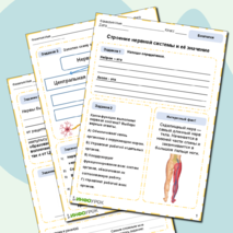 Рабочий лист по биологии «Строение нервной системы и её значение»