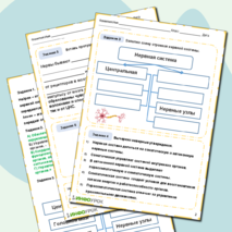 Рабочий лист по биологии «Строение нервной системы и её значение»