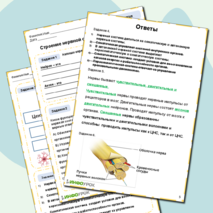 Рабочий лист по биологии «Строение нервной системы и её значение»