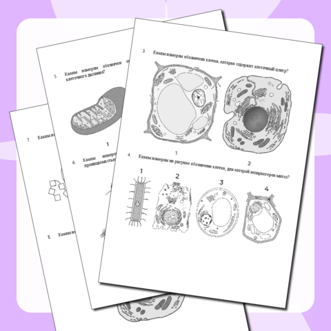 Тренажер по клетке ОГЭ/ЕГЭ. Биология.