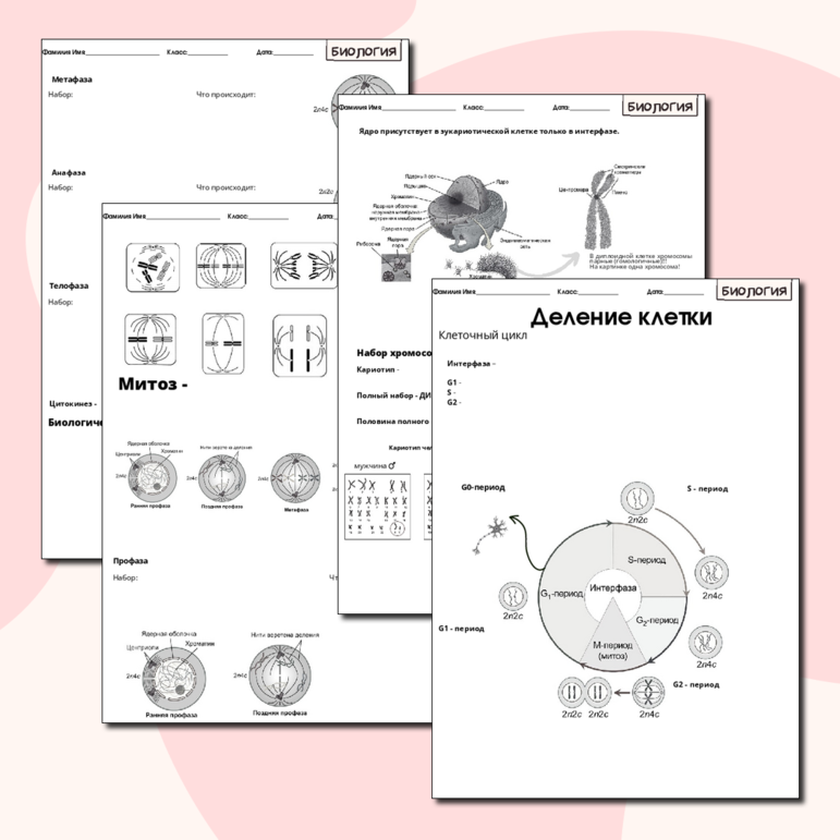 Деление клетки (митоз,мейоз)