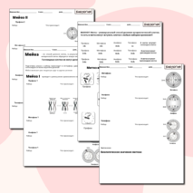 Деление клетки (митоз,мейоз)