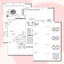 Деление клетки (митоз,мейоз)