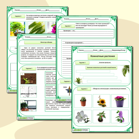 Комнатные растения