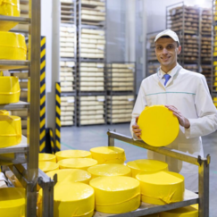 Производство сыра: технологии производства сырного продукта