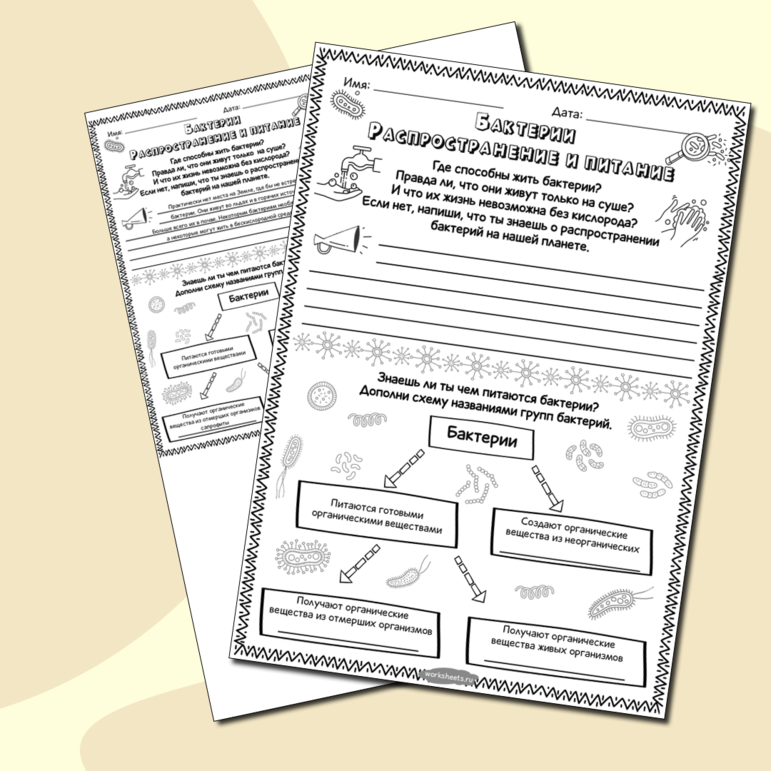 Бактерии - распространение и питание