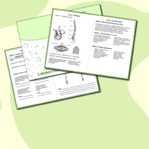Рабочая тетрадь по биологии «Опорно-двигательная система. Скелет»