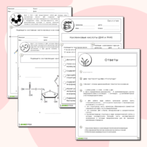 Нуклеиновые кислоты (ДНК и РНК)