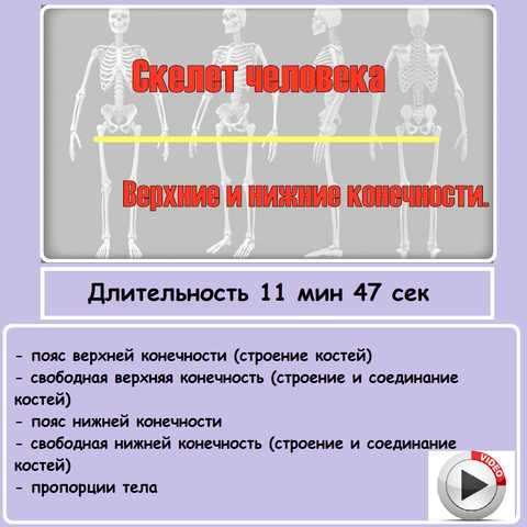 Видеоурок «Скелет человека. Верхние и нижние конечности»