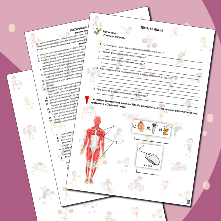 Рабочий лист по физической культуре: Мышцы
