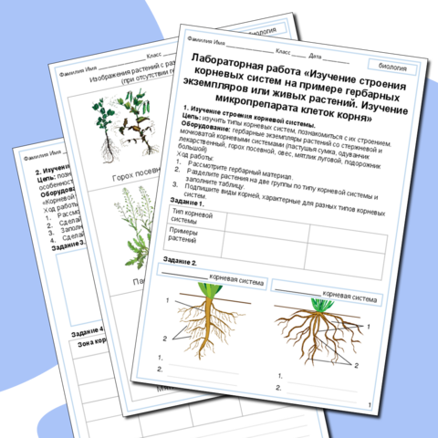 Лабораторная работа «Изучение строения корневых систем на примере гербарных экземпляров или живых растений. Изучение микропрепарата клеток корня»