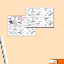 Карточка-гармошка по окружающему миру 