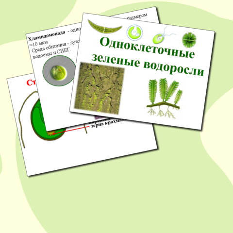 Презентация по биологии. Одноклеточные зеленые водоросли.